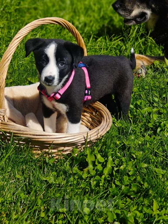 Собаки в Красногорске: Необыкновенный щенок Дора 1,5 месяца ждет родителей на передержке   Девочка, Бесплатно - фото 2