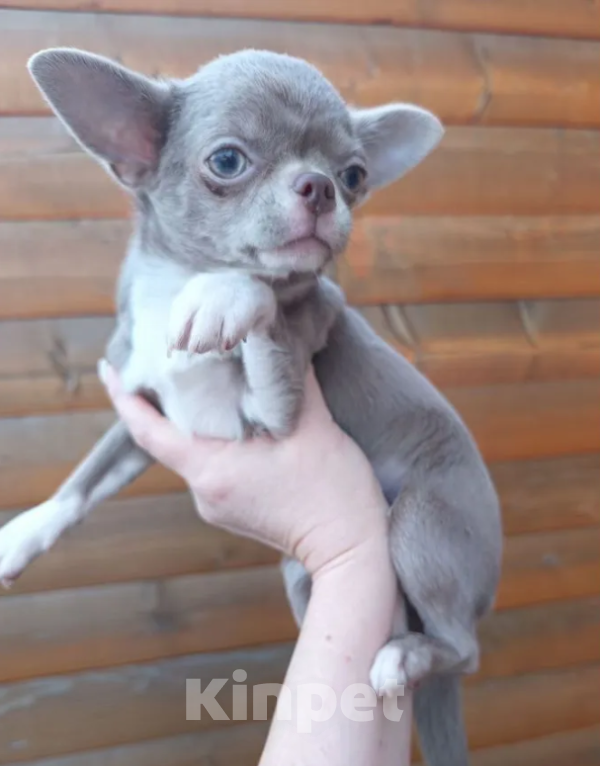 Собаки в Самаре: Чихуахуа девочка Девочка, 50 000 руб. - фото 3