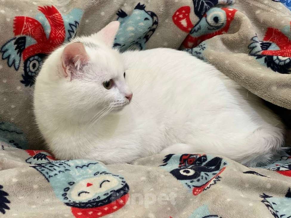 Кошки в Санкт-Петербурге: Котенок Беляшик Мальчик, Бесплатно - фото 3