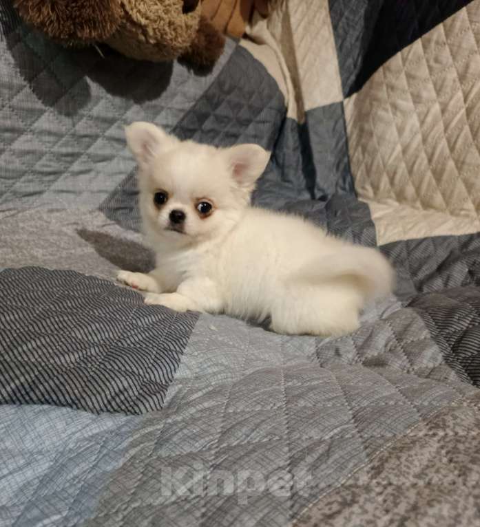 Собаки в Курске: Мальчик чихуахуа Мальчик, 25 000 руб. - фото 3