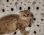 Кошки в Санкт-Петербурге: Шотландские длинношерстные вислоухие котята Разнополые, 17 000 руб. - фото 10