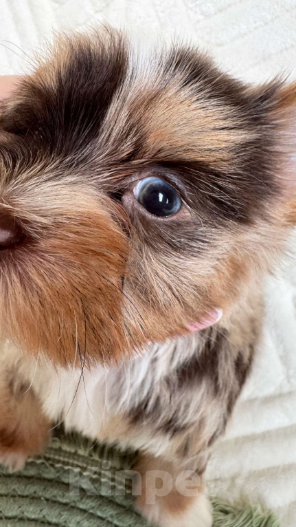 Собаки в Москве: Эксклюзивный мальчик красавчик Мальчик, 80 000 руб. - фото 4