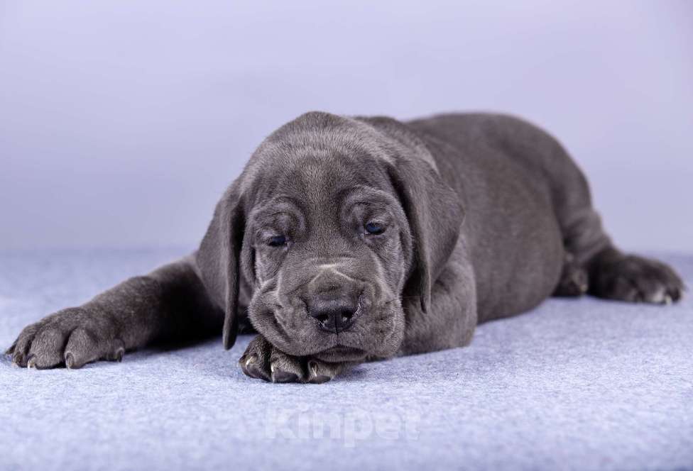 Собаки в Нижнем Новгороде: Немецкий Дог Чемпион Моего Сердца (Синяя лента) Мальчик, 100 000 руб. - фото 7