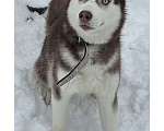 Собаки в Москве: Продаю сибирскую хаски девочка 9 месяцев Девочка, 19 900 руб. - фото 6