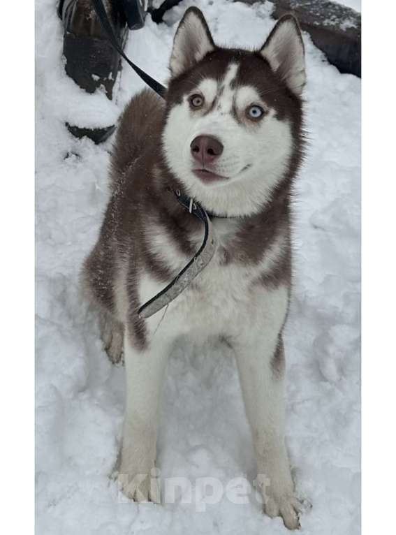 Собаки в Москве: Продаю сибирскую хаски девочка 9 месяцев Девочка, 19 900 руб. - фото 6