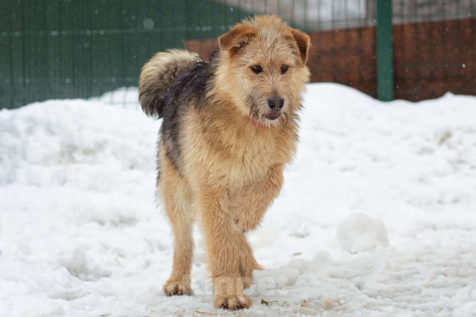 Собаки в Москве: щенок Арчи в добрые руки Мальчик, Бесплатно - фото 4