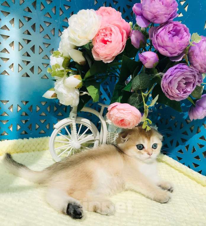 Кошки в Санкт-Петербурге: золотая шиншила Девочка, 40 000 руб. - фото 3