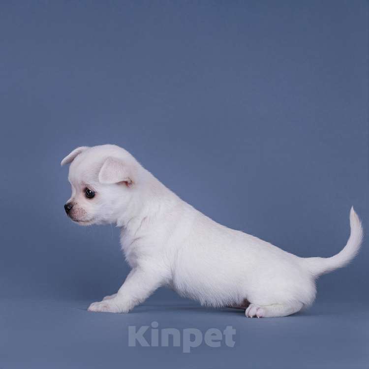 Собаки в Люберцах: Чихуахуа щенки Девочка, 64 000 руб. - фото 2