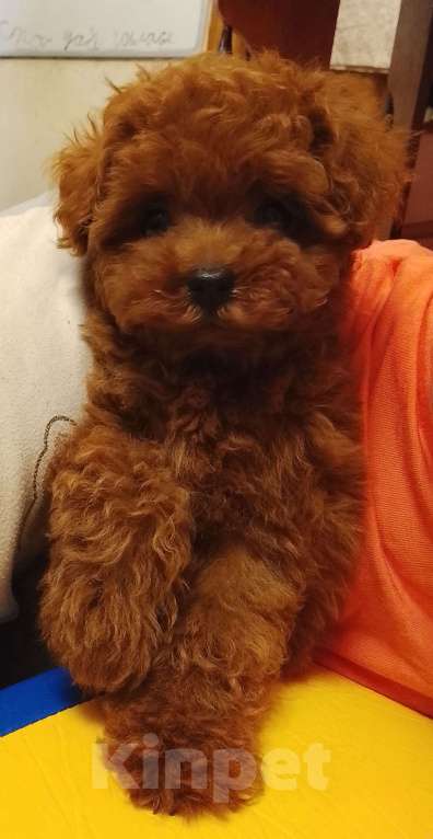 Собаки в Санкт-Петербурге: Пудель тикап Мальчик, 300 000 руб. - фото 1