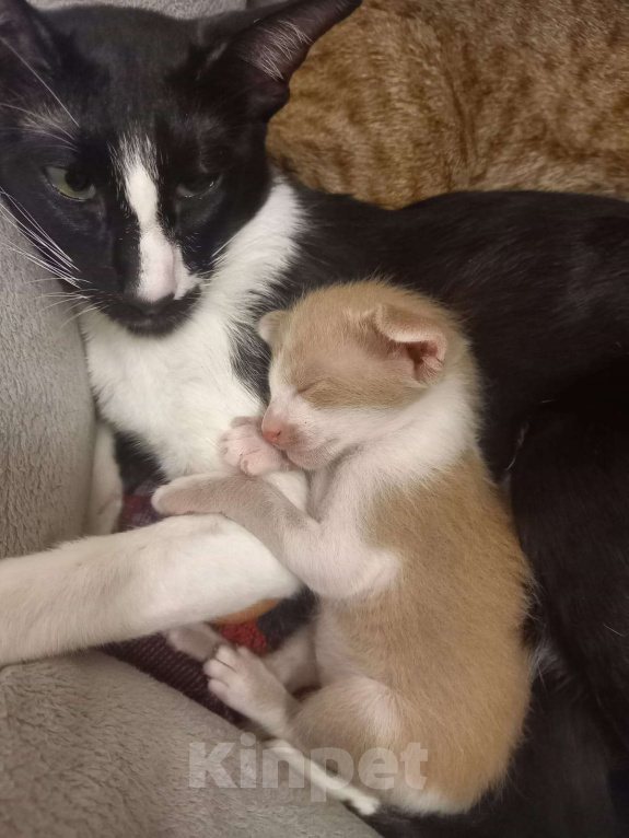 Кошки в Нижнем Новгороде: Ориентальный котик Мальчик, Бесплатно - фото 8