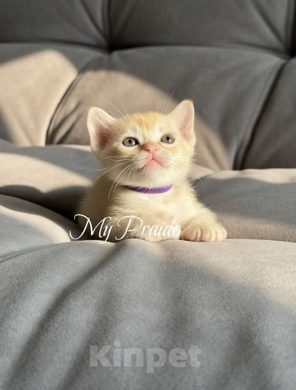 Кошки в Электростали: Бурма европейская. Девочка, 85 000 руб. - фото 4