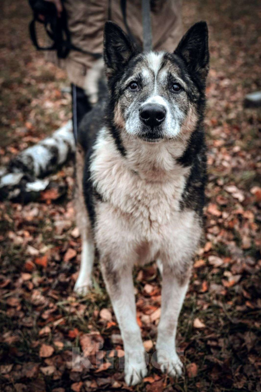 Собаки в Москве: Гоша Мальчик, Бесплатно - фото 1