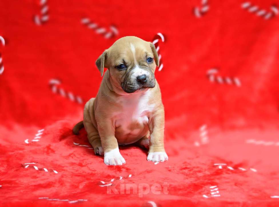 Собаки в Москве: Прекрасная рыжая девочка амстафф Девочка, 60 000 руб. - фото 2