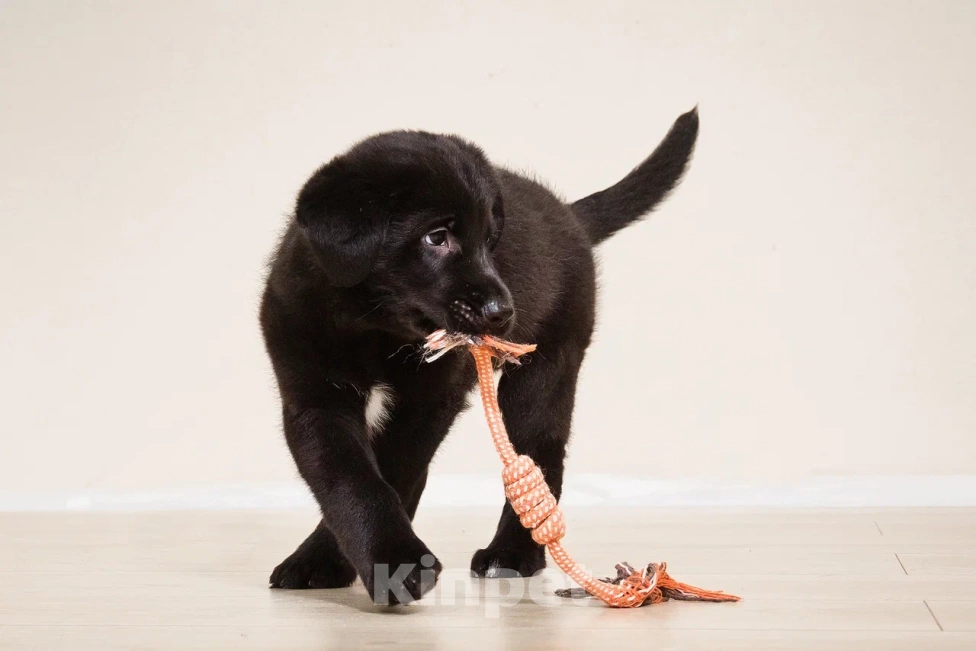 Собаки в Лосином-Петровском: Диего якутенок Мальчик, Бесплатно - фото 8