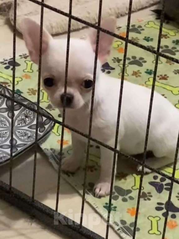 Собаки в Москве: Чихуахуа мальчик Мальчик, 45 000 руб. - фото 2