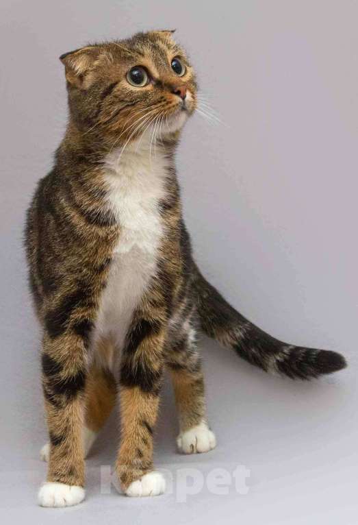 Кошки в Москве: Очаровательная вислоухая кошечка Жужу Девочка, Бесплатно - фото 4