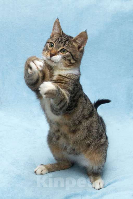 Кошки в Москве: Ищет свою семью братик Шпротик Мальчик, Бесплатно - фото 2