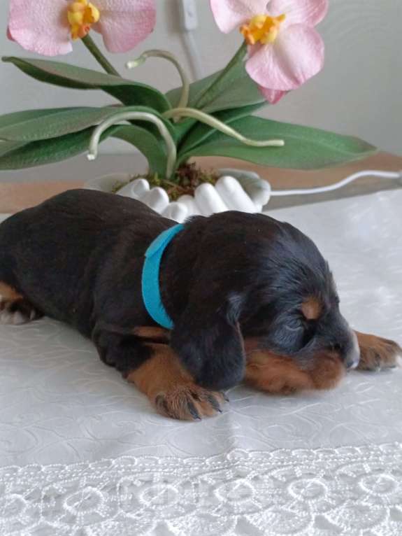 Собаки в Москве: Русский охотничий спаниель мальчик Мальчик, 50 000 руб. - фото 2