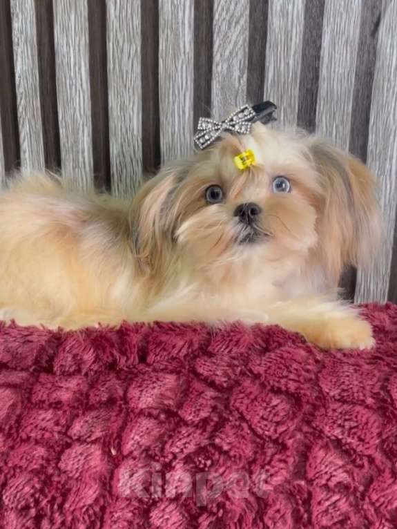 Собаки в Екатеринбурге: Прекрасный мальчик, голубые глазки Мальчик, 150 руб. - фото 5