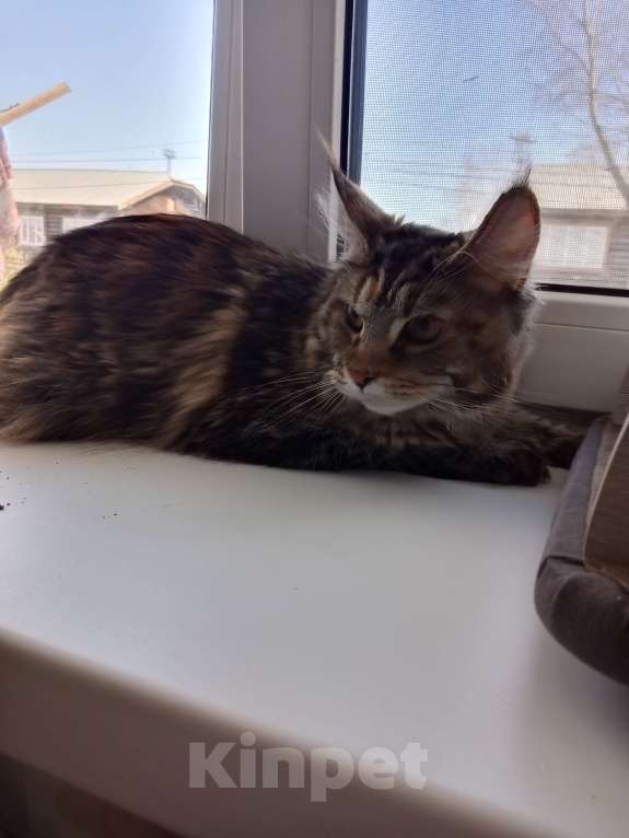 Кошки в Топке: Продам мейкун девочка Девочка, 6 000 руб. - фото 3