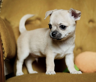 Породные щенки чихуахуа от заводчика