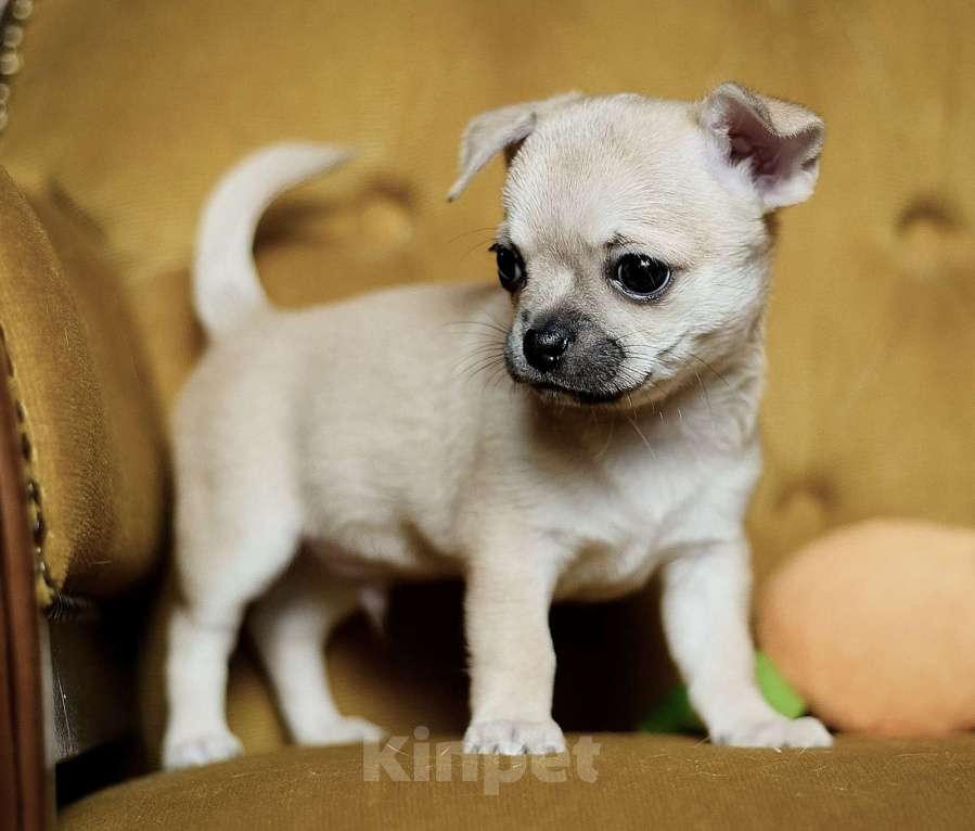Собаки в других городах Московской области: Породные щенки чихуахуа от заводчика Мальчик, 25 000 руб. - фото 1