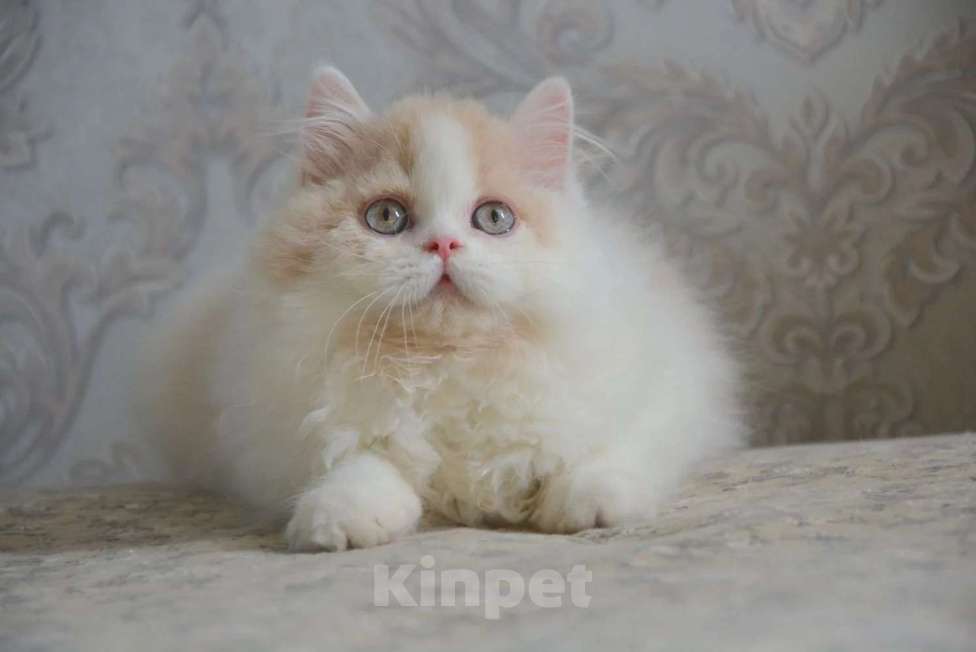 Кошки в Сочи: Котёнок Мальчик, Бесплатно - фото 3