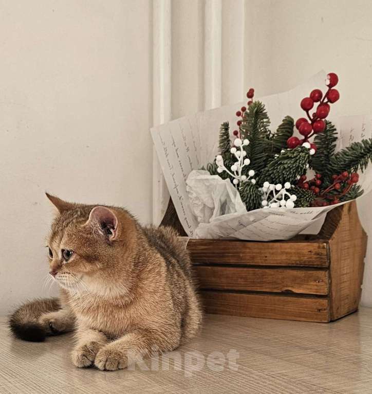 Кошки в Красноярске: Британская золотая шиншилла Окси Девочка, 40 000 руб. - фото 5