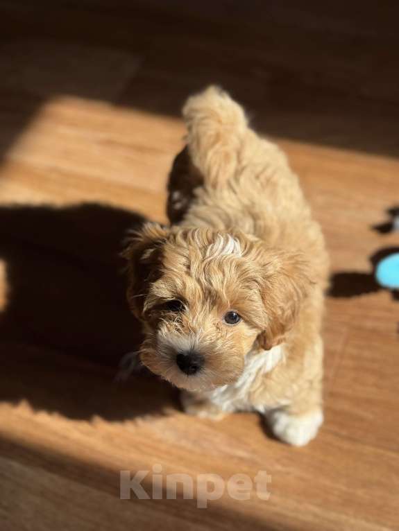 Собаки в Уфе: Мальтипу f1 Мальчик, 65 000 руб. - фото 3