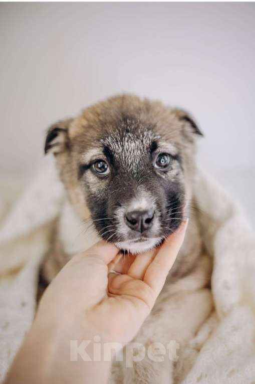 Собаки в Видном: Тэя Девочка, Бесплатно - фото 2