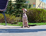 Собаки в Нижнем Новгороде: Щенок левретки Мальчик, 60 000 руб. - фото 2