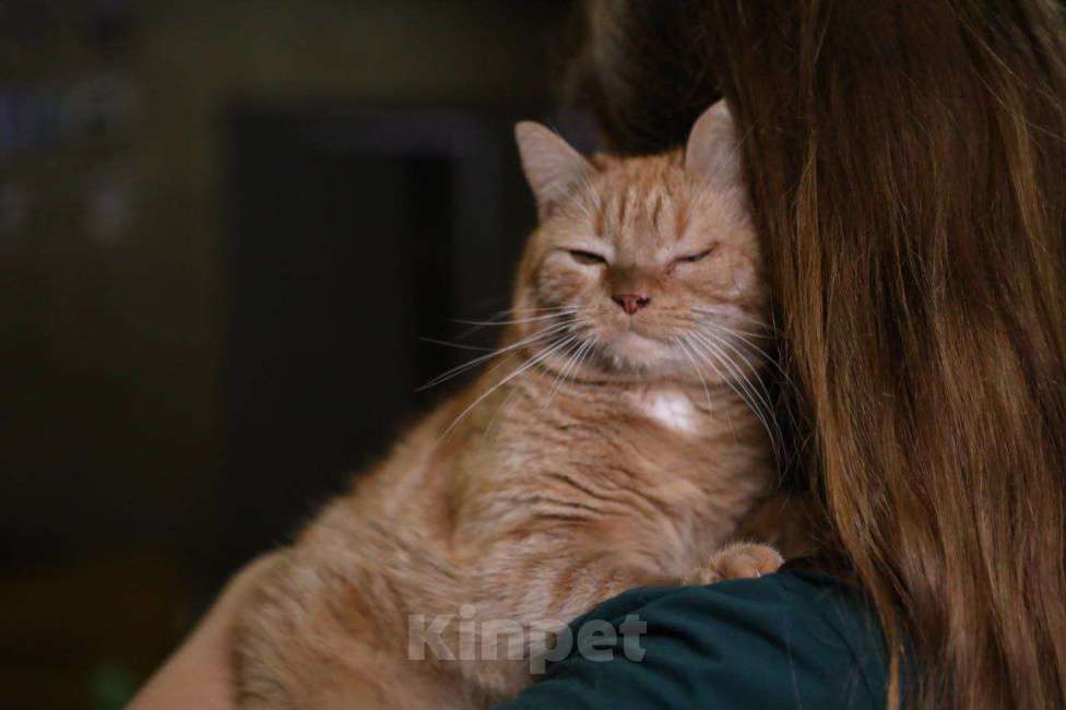 Кошки в Москве: Котик в добрые руки Мальчик, Бесплатно - фото 3