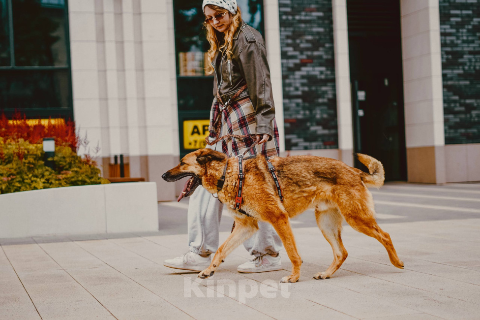 Собаки в Москве: Пёс Абрикос ищет дом! Мальчик, Бесплатно - фото 5