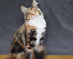Кошки в Сочи: Котята мейн-кун в Сочи, 25 000 руб. - фото 4