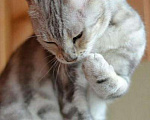 Кошки в Москве: Бенгальская кошка в хорошие руки, 300 руб. - фото 4