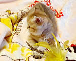Кошки в Кудымкаре: Британские котята золотая шиншилла BRI ny11(25), 30 000 руб. - фото 5
