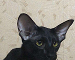 Кошки в Ливны: Чёрный котик, 18 000 руб. - фото 1