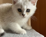 Кошки в Новосибирске: Серебристая шиншилла  Мальчик, 4 000 руб. - фото 1