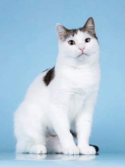 Ласковая Эйва в добрые руки