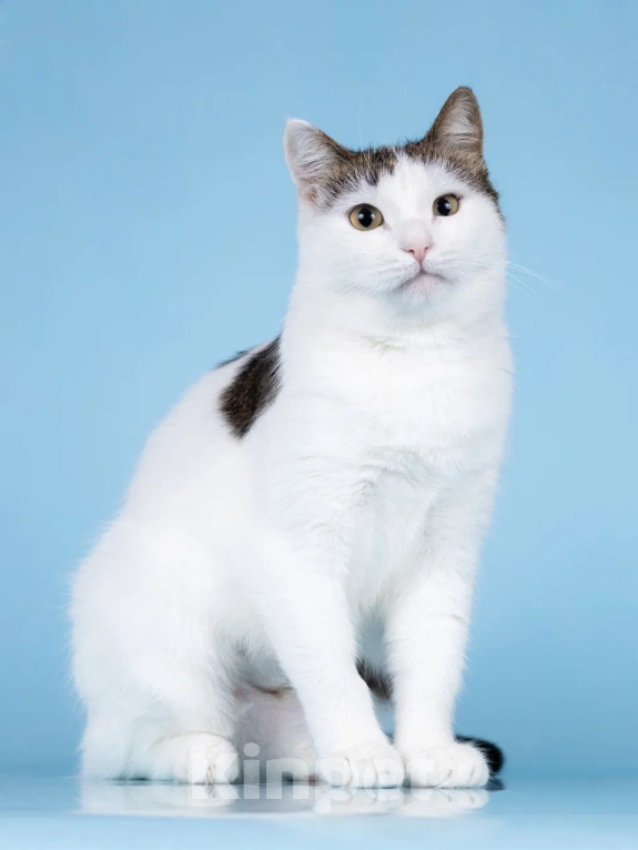 Кошки в Москве: Ласковая Эйва в добрые руки Девочка, Бесплатно - фото 1