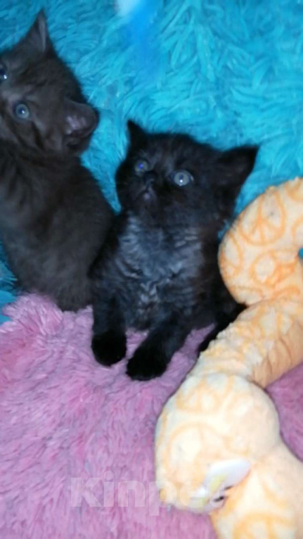 Кошки в Москве: Шотландские котята хайленд  Девочка, 8 000 руб. - фото 4