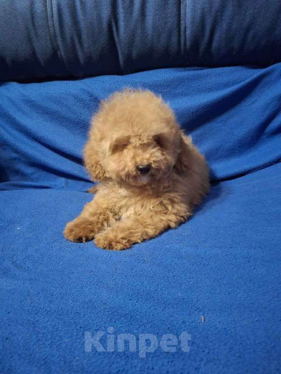 Собаки в Москве: Той пудель девочка Девочка, Бесплатно - фото 1