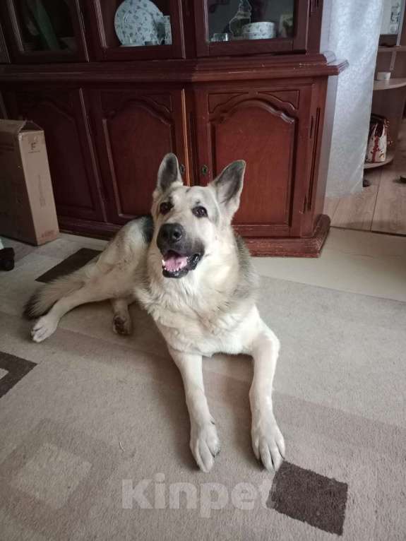 Собаки в Москве: В добрые руки Мальчик, Бесплатно - фото 3