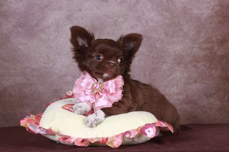 Собаки в Люберцах: Я куколка  Девочка, 60 000 руб. - фото 2