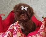 Собаки в других городах Московской области: Щенок ши тцу Девочка, 150 000 руб. - фото 2