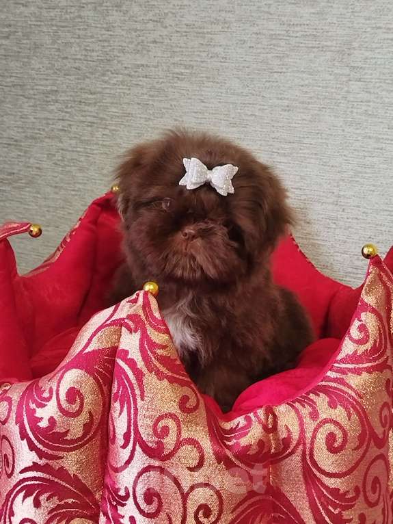 Собаки в других городах Московской области: Щенок ши тцу Девочка, 150 000 руб. - фото 2