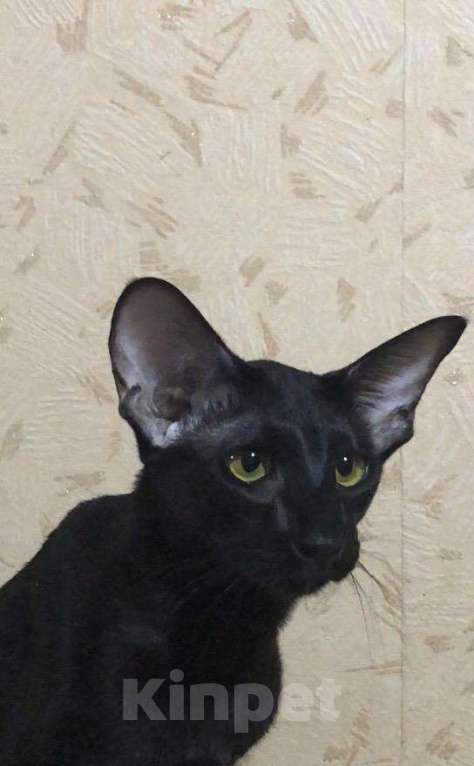 Кошки в Ливны: Чёрный котик, 18 000 руб. - фото 1