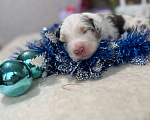 Собаки в других городах Московской области: Веснушка, мальчик голубой мрамор Мальчик, 120 000 руб. - фото 5