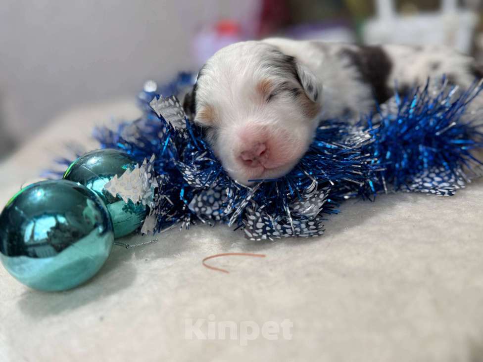 Собаки в других городах Московской области: Веснушка, мальчик голубой мрамор Мальчик, 120 000 руб. - фото 5