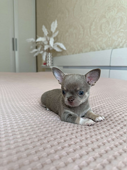 Щенок Чихуахуа